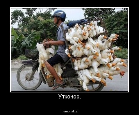 Утконос.