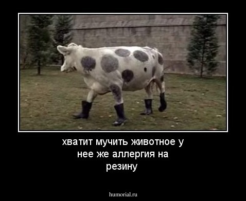 хватит мучить животное у нее же аллергия на резину