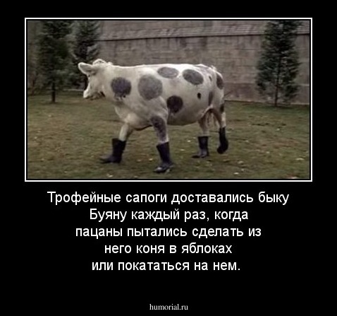 Трофейные сапоги доставались быку Буяну каждый раз, когда пацаны пытались сделать из него коня в яблоках или покататься на нем.