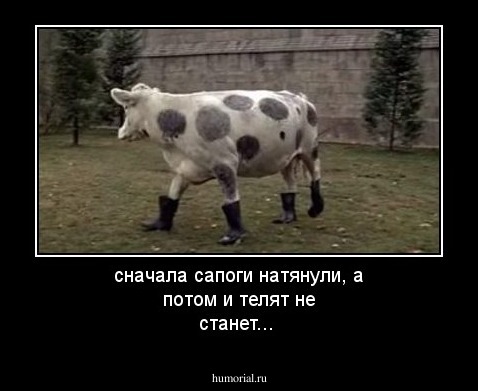 сначала сапоги натянули, а потом и телят не станет...