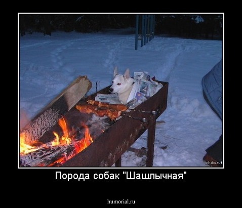 Порода собак "Шашлычная"