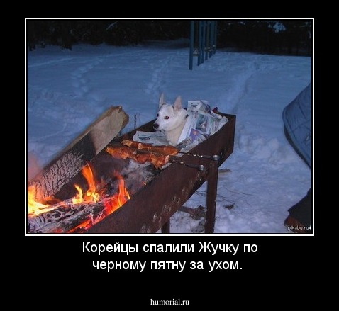 Корейцы спалили Жучку по черному пятну за ухом. 