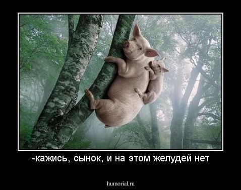 -кажись, сынок, и на этом желудей нет