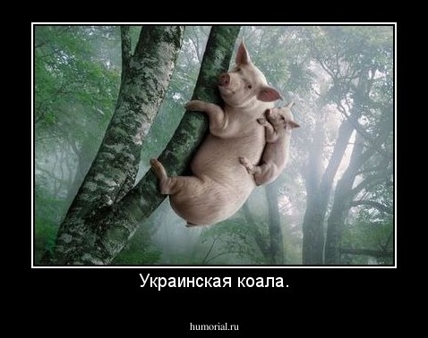 Украинская коала.