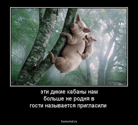 эти дикие кабаны нам больше не родня в гости называется пригласили 