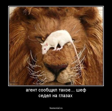  агент сообщил такое... шеф седел на глазах