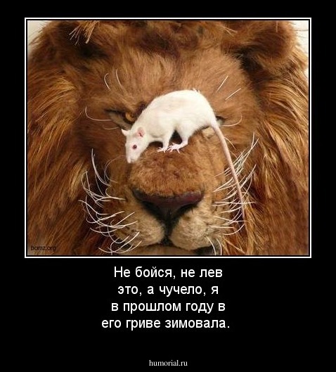 Не бойся, не лев это, а чучело, я в прошлом году в его гриве зимовала.
 