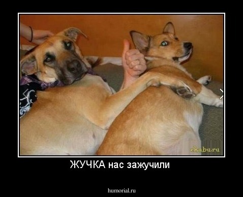 ЖУЧКА нас зажучили 
