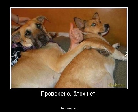 Проверено, блох нет!