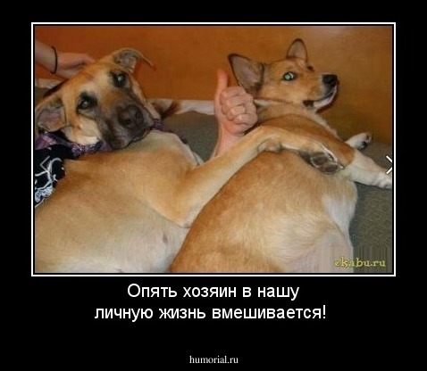 Опять хозяин в нашу личную жизнь вмешивается!