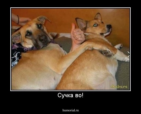 Cучка во!