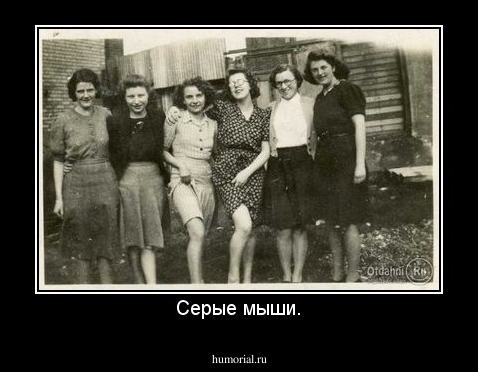 Серые мыши.