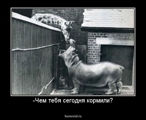 -Чем тебя сегодня кормили?