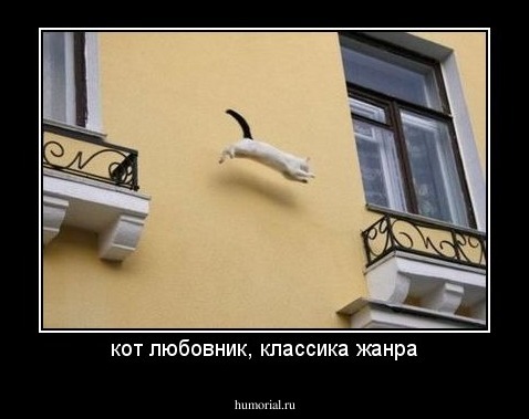 кот любовник, классика жанра