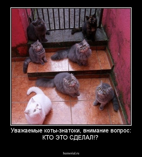 Уважаемые коты-знатоки, внимание вопрос: КТО ЭТО СДЕЛАЛ!?