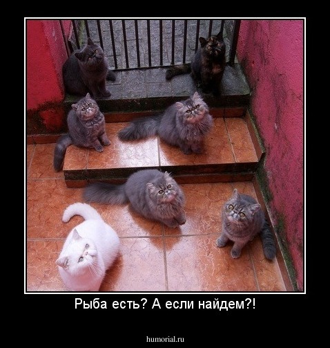 Рыба есть? А если найдем?!