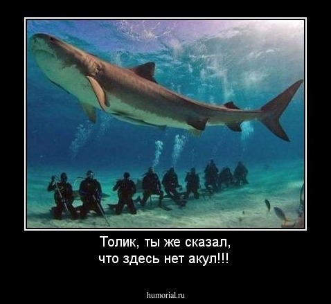 Толик, ты же сказал, что здесь нет акул!!!