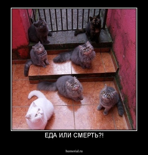 ЕДА ИЛИ СМЕРТЬ?!
