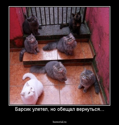 Барсик улетел, но обещал вернуться...