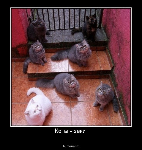Коты - зеки 