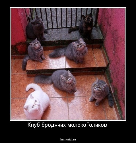 Клуб бродячих молокоГоликов 