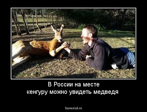В России на месте кенгуру можно увидеть медведя