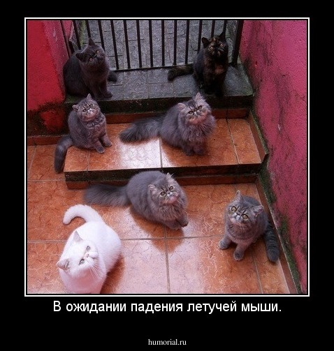 В ожидании падения летучей мыши.