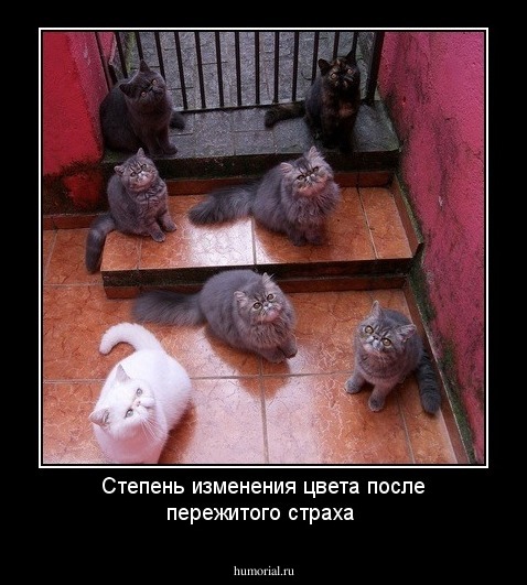 Степень изменения цвета после пережитого страха 