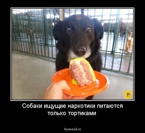 Собаки ищущие  наркотики питаются только тортиками