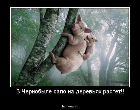 В Чернобыле сало на деревьях растет!!