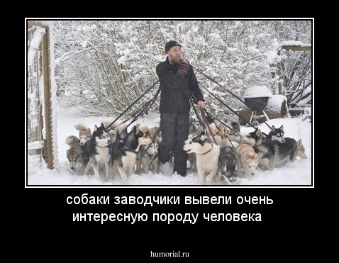 собаки заводчики вывели очень интересную породу человека 