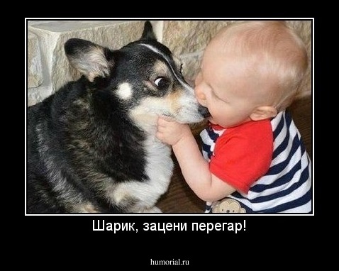 Шарик, зацени перегар!