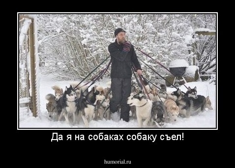 Да я на собаках собаку съел!