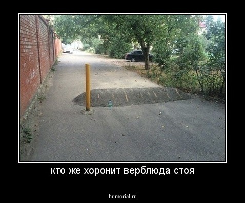 кто же хоронит верблюда стоя