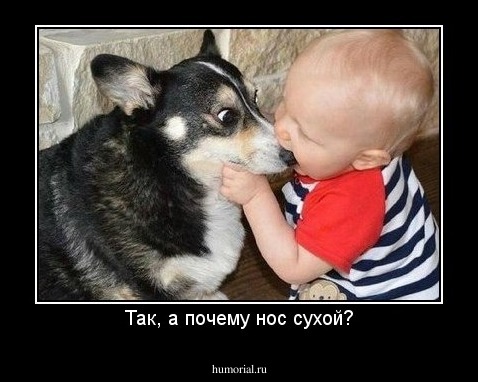 Так, а почему нос сухой?