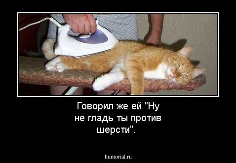 Говорил же ей "Ну не гладь ты против шерсти".