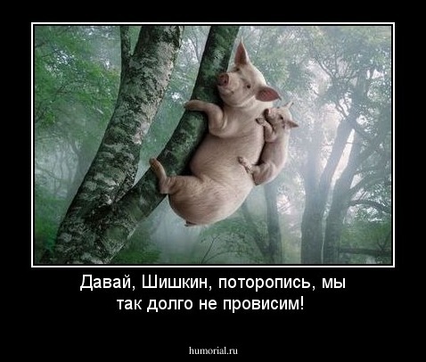 Давай, Шишкин, поторопись, мы так долго не провисим!