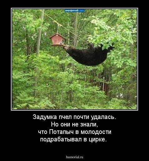 Задумка пчел почти удалась. Но они не знали, что Потапыч в молодости подрабатывал в цирке.