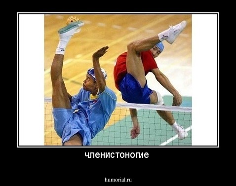 членистоногие 