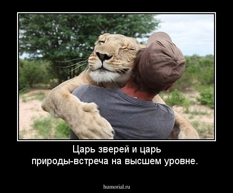 Царь зверей и царь природы-встреча на высшем уровне.