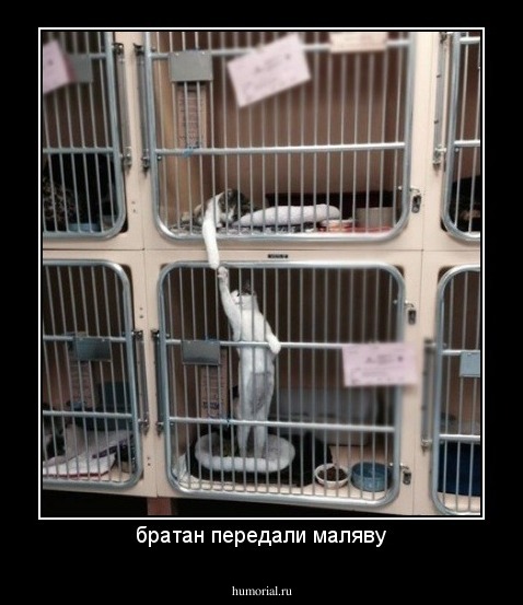 братан передали маляву