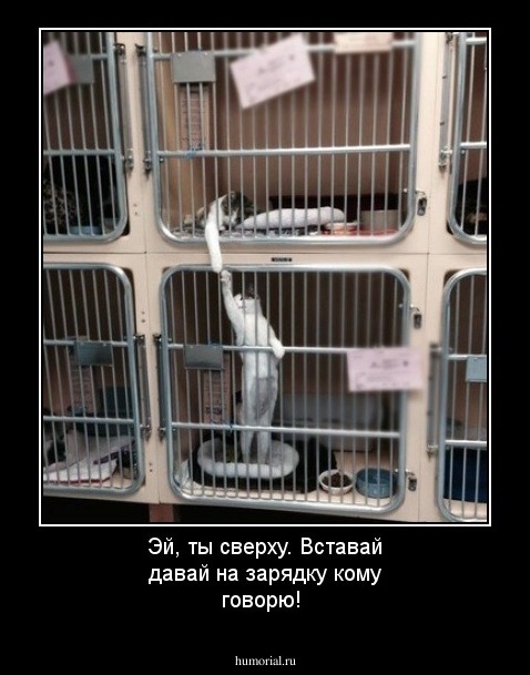 Эй, ты сверху. Вставай давай на зарядку кому говорю!