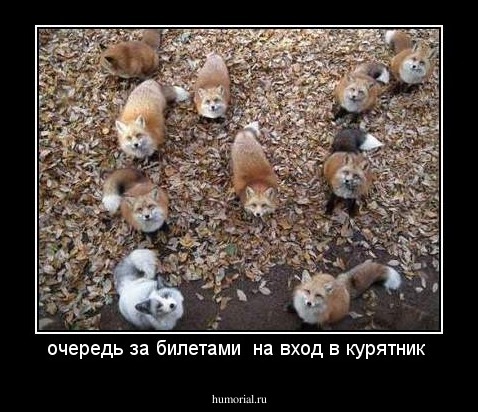 очередь за билетами  на вход в курятник 