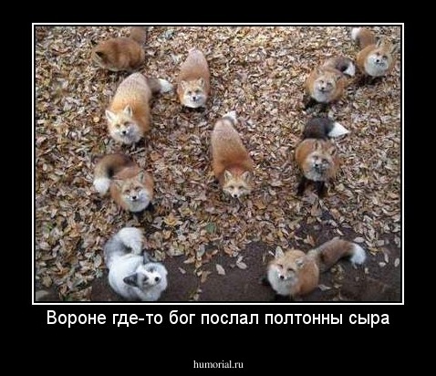 Вороне где-то бог послал полтонны сыра