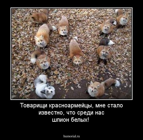 Товарищи красноармейцы, мне стало известно, что среди нас шпион белых!