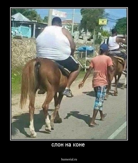 слон на коне 