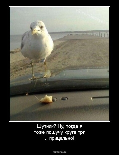 Шутник? Ну, тогда я тоже пошучу круга три  ... прицельно!