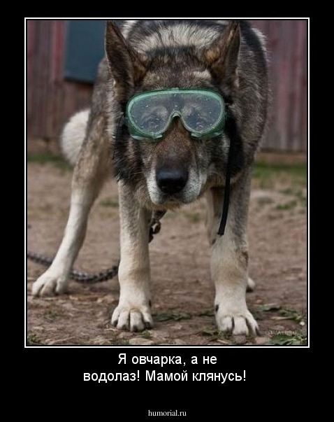Я овчарка, а не водолаз! Мамой клянусь!
