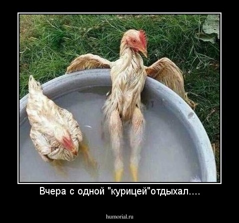 Вчера с одной "курицей"отдыхал....