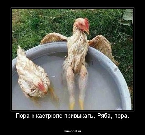 Пора к кастрюле привыкать, Ряба, пора.